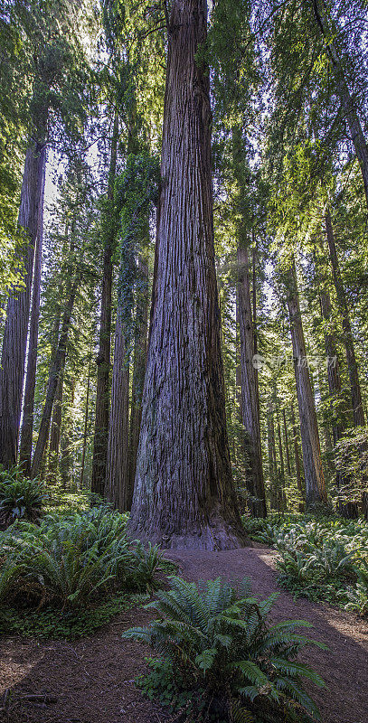 红杉(Sequoia sempervirens)是柏科(柏科)红杉属(Sequoia sempervirens)中唯一的活种。常见的名字包括海岸红杉、加州红杉和巨型红杉。北海岸红杉州立公园;再保险